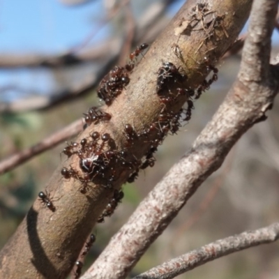 Papyrius nitidus (Shining Coconut Ant) at Red Hill Nature Reserve - 9 Jan 2019 by JackyF