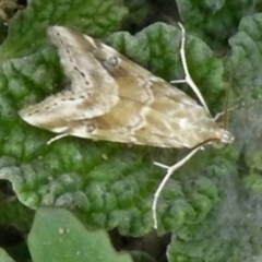 Hellula hydralis (Cabbage Centre Moth) at Molonglo Valley, ACT - 10 Jan 2019 by JohnBundock