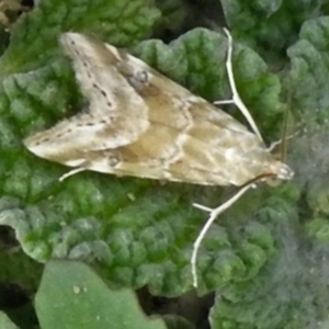 Hellula hydralis at Molonglo Valley, ACT - 10 Jan 2019 10:42 AM