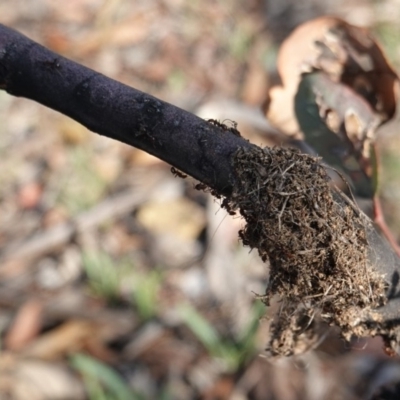 Papyrius nitidus (Shining Coconut Ant) at Red Hill Nature Reserve - 9 Jan 2019 by JackyF