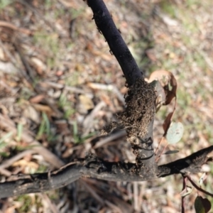 Papyrius nitidus at Hughes, ACT - 9 Jan 2019