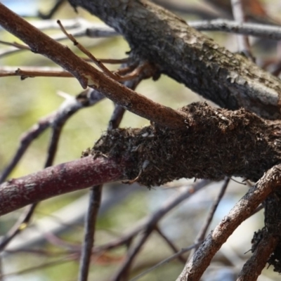 Papyrius nitidus (Shining Coconut Ant) at Hughes, ACT - 9 Jan 2019 by JackyF