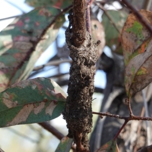 Papyrius nitidus at Hughes, ACT - suppressed