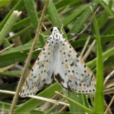Utetheisa pulchelloides (Heliotrope Moth) at Molonglo Valley, ACT - 10 Jan 2019 by JohnBundock