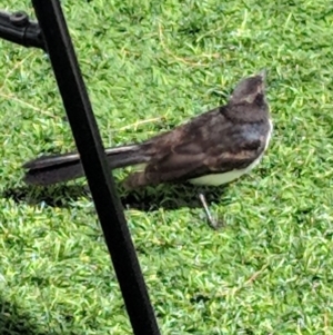 Rhipidura leucophrys at Parkes, ACT - 9 Jan 2019