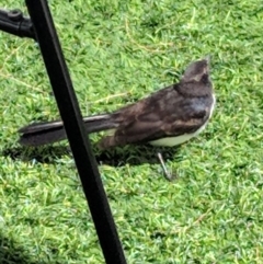 Rhipidura leucophrys (Willie Wagtail) at Parkes, ACT - 8 Jan 2019 by JackyF