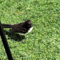 Rhipidura leucophrys at Parkes, ACT - 9 Jan 2019