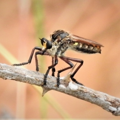 Chrysopogon muelleri (Robber fly) at Molonglo Valley, ACT - 9 Jan 2019 by JohnBundock