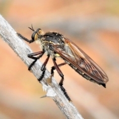 Chrysopogon muelleri at Molonglo Valley, ACT - 10 Jan 2019 10:55 AM