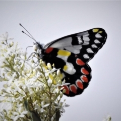 Delias aganippe (Spotted Jezebel) at Molonglo River Reserve - 10 Jan 2019 by JohnBundock