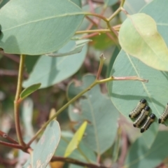 Paropsis atomaria (Eucalyptus leaf beetle) at Mount Mugga Mugga - 9 Jan 2019 by JackyF
