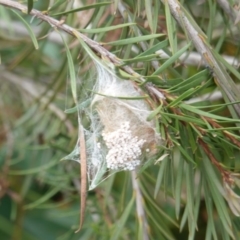 Unidentified Spider (Araneae) at Symonston, ACT - 9 Jan 2019 by JackyF