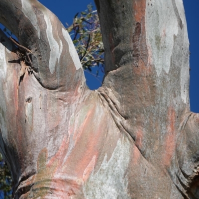 Eucalyptus rossii (Inland Scribbly Gum) at Deakin, ACT - 9 Jan 2019 by JackyF