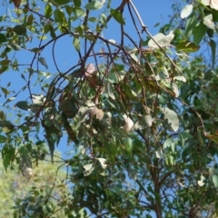 Eucalyptus rossii at Deakin, ACT - 9 Jan 2019