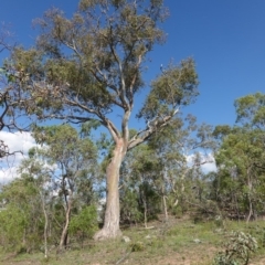 Eucalyptus rossii at GG63 - 9 Jan 2019