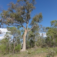 Eucalyptus rossii at Deakin, ACT - 9 Jan 2019