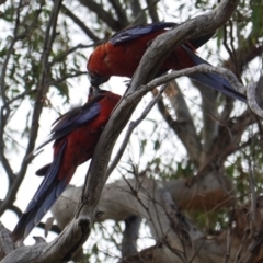 Platycercus elegans (Crimson Rosella) at Hughes, ACT - 7 Jan 2019 by JackyF