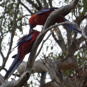 Platycercus elegans at Hughes, ACT - 7 Jan 2019