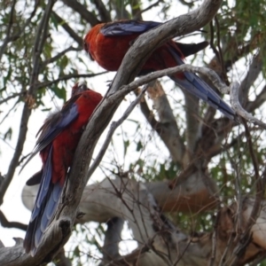 Platycercus elegans at Hughes, ACT - 7 Jan 2019