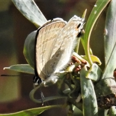 Jalmenus icilius (Amethyst Hairstreak) at Molonglo River Reserve - 10 Jan 2019 by JohnBundock