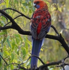 Platycercus elegans (Crimson Rosella) at Hughes, ACT - 8 Jan 2019 by JackyF