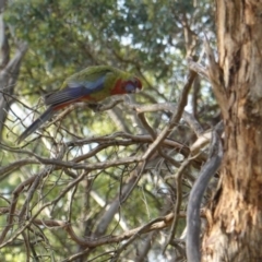 Platycercus elegans at Hughes, ACT - 8 Jan 2019 07:25 PM