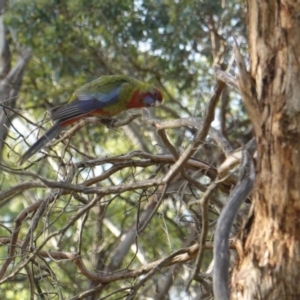 Platycercus elegans at Hughes, ACT - 8 Jan 2019