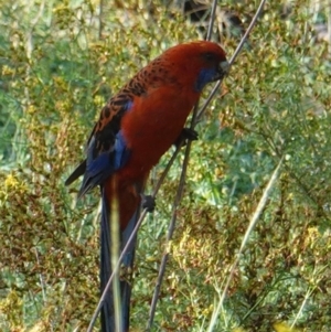 Platycercus elegans at Hughes, ACT - 8 Jan 2019 07:25 PM