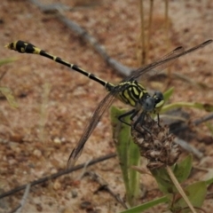 Austrogomphus australis (Inland Hunter) at Molonglo River Reserve - 10 Jan 2019 by JohnBundock