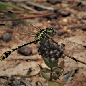 Austrogomphus australis at Molonglo River Reserve - 10 Jan 2019 12:09 PM