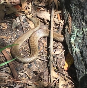 Pseudonaja textilis at Paddys River, ACT - 10 Jan 2019