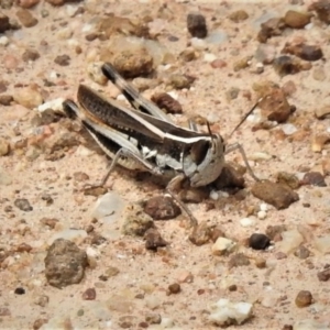 Macrotona australis at Molonglo River Reserve - 10 Jan 2019 12:13 PM