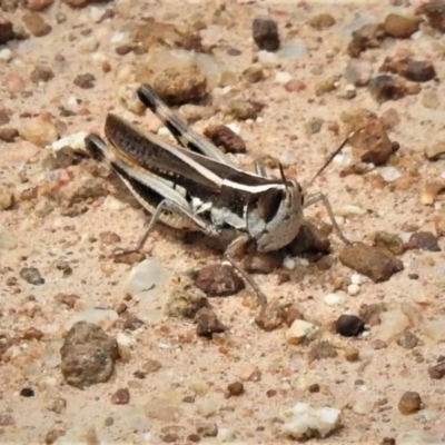 Macrotona australis (Common Macrotona Grasshopper) at Molonglo River Reserve - 10 Jan 2019 by JohnBundock