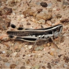 Macrotona australis at Molonglo River Reserve - 10 Jan 2019