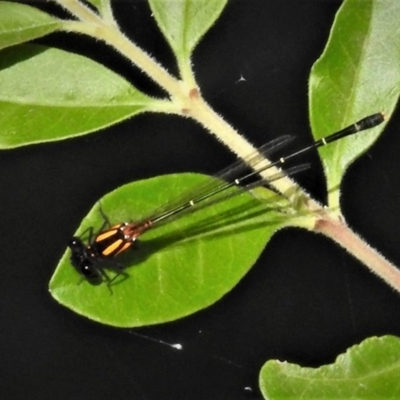 Nososticta solida (Orange Threadtail) at Molonglo River Reserve - 10 Jan 2019 by JohnBundock