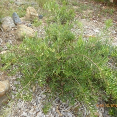 Lomatia myricoides (River Lomatia) at Sth Tablelands Ecosystem Park - 9 Jan 2019 by AndyRussell