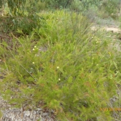 Callistemon sieberi (River Bottlebrush) at Molonglo Valley, ACT - 10 Jan 2019 by AndyRussell