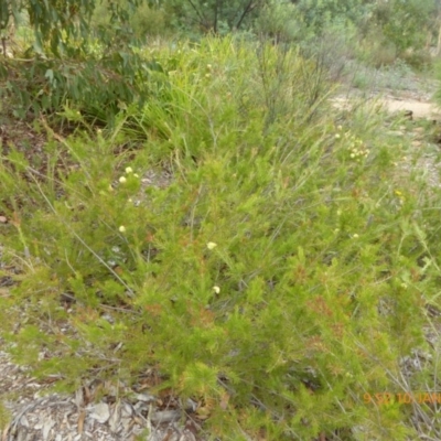 Callistemon sieberi (River Bottlebrush) at Sth Tablelands Ecosystem Park - 9 Jan 2019 by AndyRussell