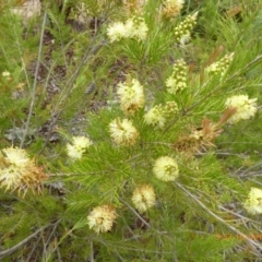 Callistemon sieberi at Molonglo Valley, ACT - 10 Jan 2019