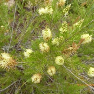 Callistemon sieberi at Molonglo Valley, ACT - 10 Jan 2019 09:52 AM