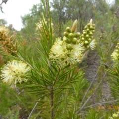 Callistemon sieberi at Molonglo Valley, ACT - 10 Jan 2019