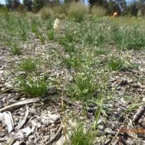 Rytidosperma bipartitum at Molonglo Valley, ACT - 20 Dec 2018 09:03 AM