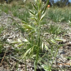 Rytidosperma bipartitum at Molonglo Valley, ACT - 20 Dec 2018 09:03 AM