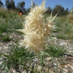 Rytidosperma bipartitum at Molonglo Valley, ACT - 20 Dec 2018 09:03 AM