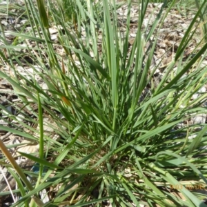 Rytidosperma bipartitum at Molonglo Valley, ACT - 20 Dec 2018