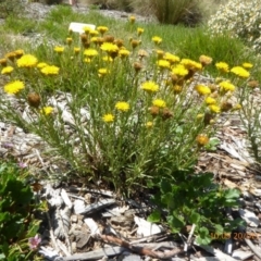 Rutidosis leptorhynchoides (Button Wrinklewort) at Molonglo Valley, ACT - 19 Dec 2018 by AndyRussell