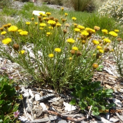 Rutidosis leptorhynchoides (Button Wrinklewort) at Molonglo Valley, ACT - 20 Dec 2018 by AndyRussell