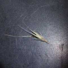 Rytidosperma caespitosum (Ringed Wallaby Grass) at Molonglo Valley, ACT - 20 Dec 2018 by AndyRussell