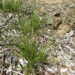 Rytidosperma caespitosum at Molonglo Valley, ACT - 20 Dec 2018 10:12 AM