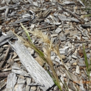 Rytidosperma caespitosum at Molonglo Valley, ACT - 20 Dec 2018